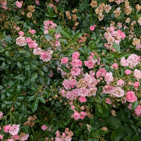 Charming With Large Fenced Garden *