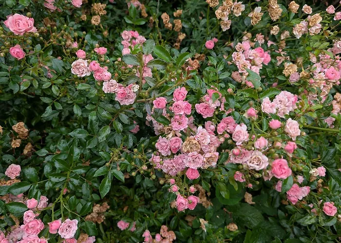 Charming With Large Fenced Garden *